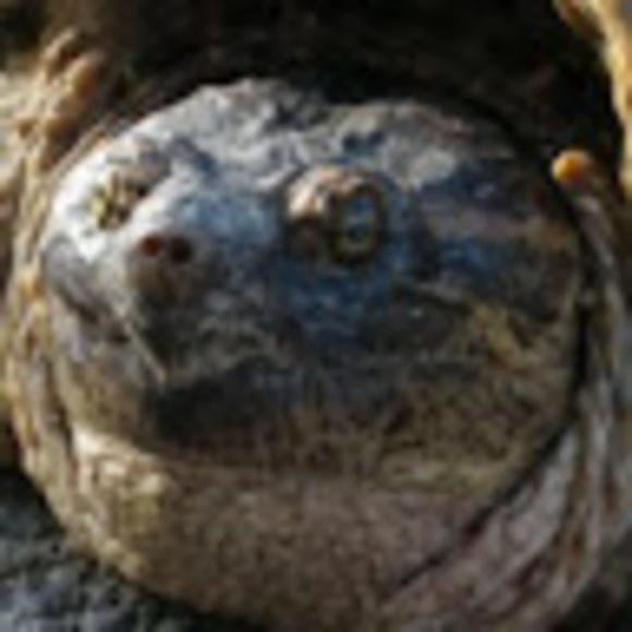 Meet your Posher, Devin - Picture 1 of 1